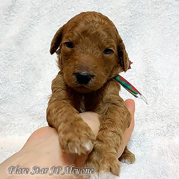 ���b�h �q��